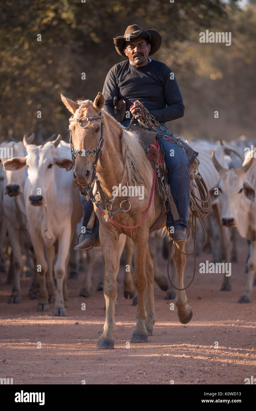 Pantaneiro cowboys driving cattle Stock Photo