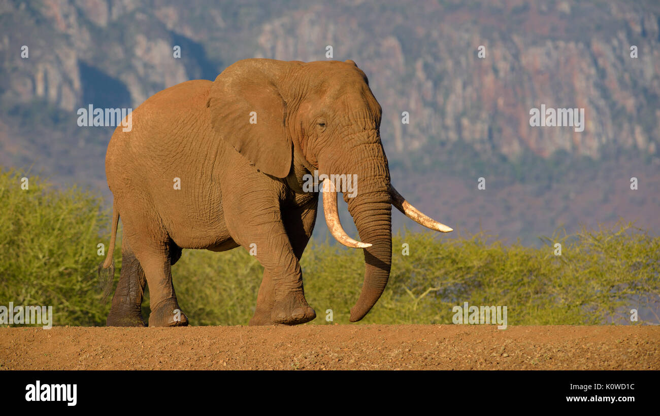 African bush elephant (Loxodonta africana), old bull walking on a dam, Zimanga Game Reserve, KwaZulu Natal, South Africa Stock Photo