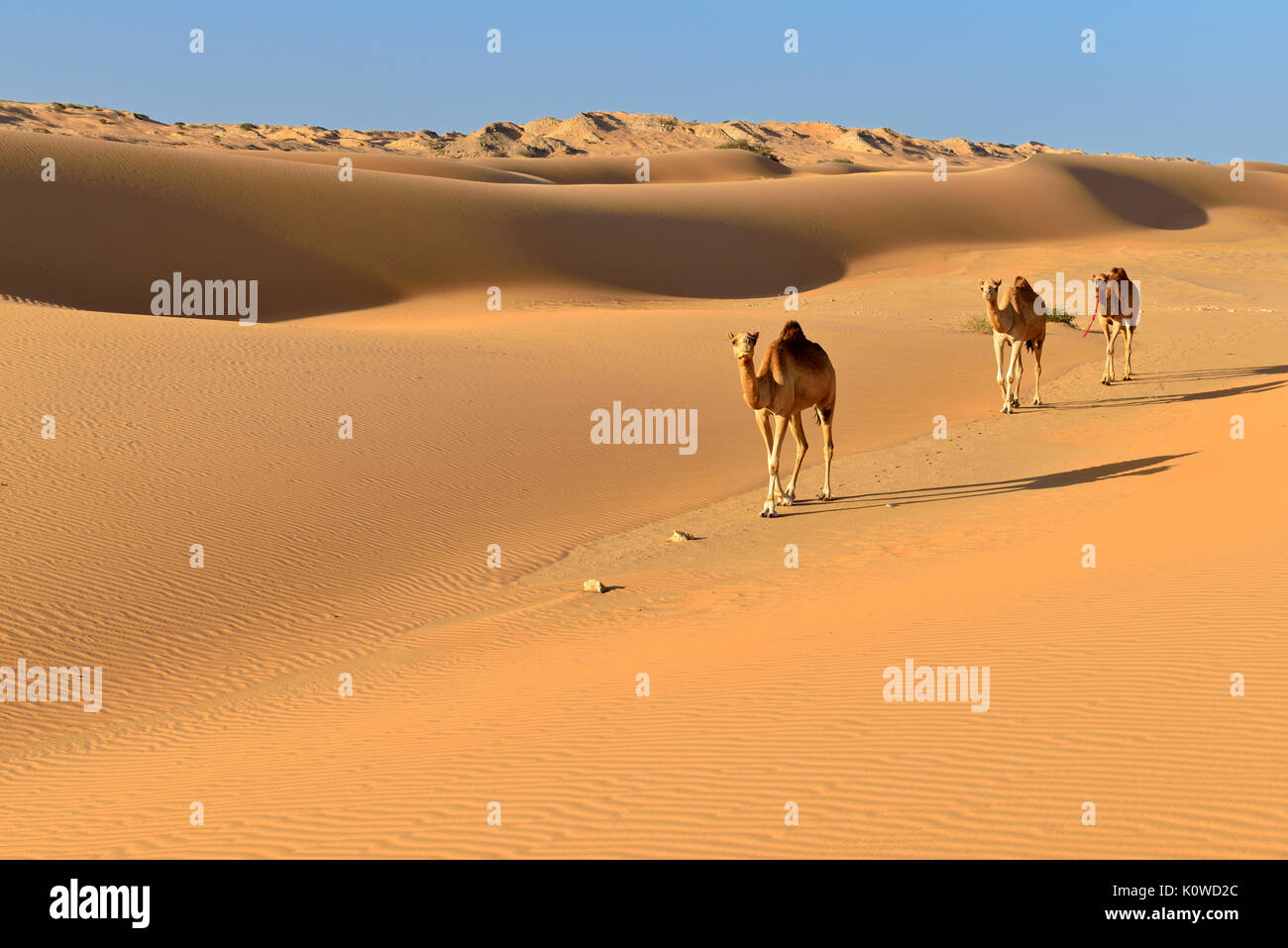 Dromedaries (Camelus dromedarius) walking in the sanddunes of Al Khaluf desert, Sharqiyah, Oman, Arabia Stock Photo