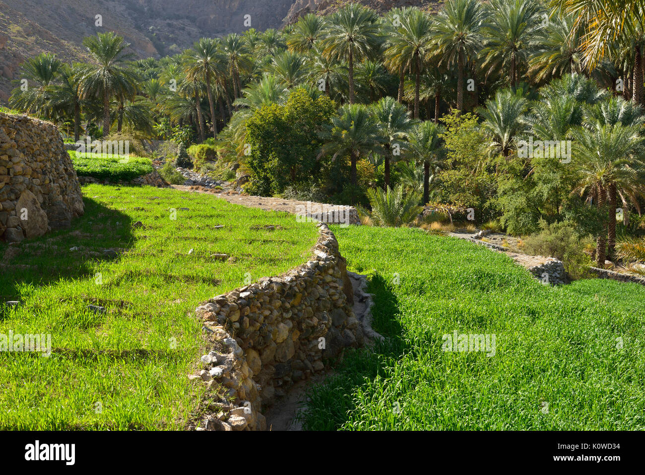 Terraced fields, Village of Balad Sayt, Hajar al Gharbi mountains, Dakhiliyah, Oman Stock Photo