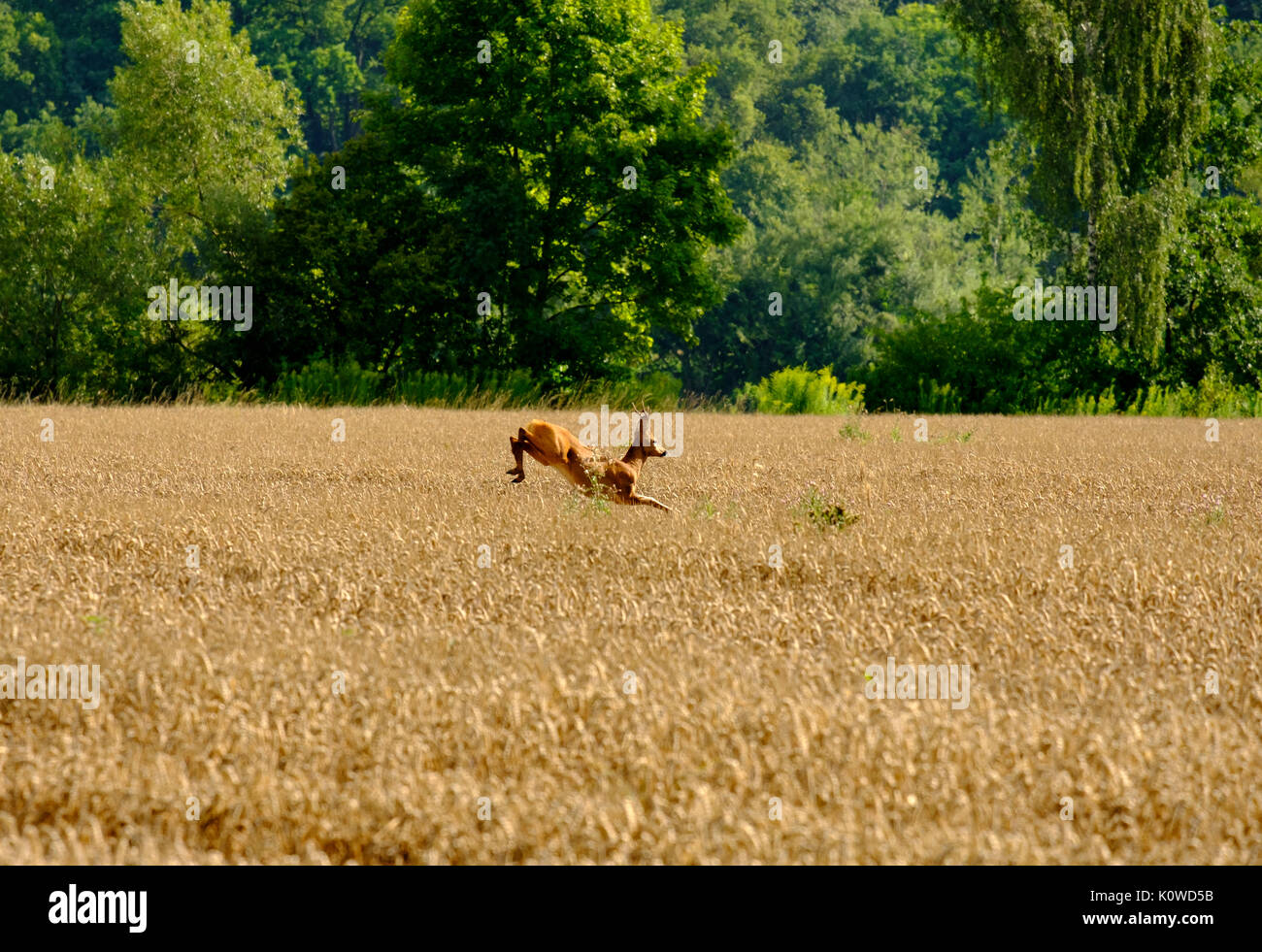 Deer jumps in the grain field, Donaustauf, Upper Palatinate, Bavaria, Germany Stock Photo
