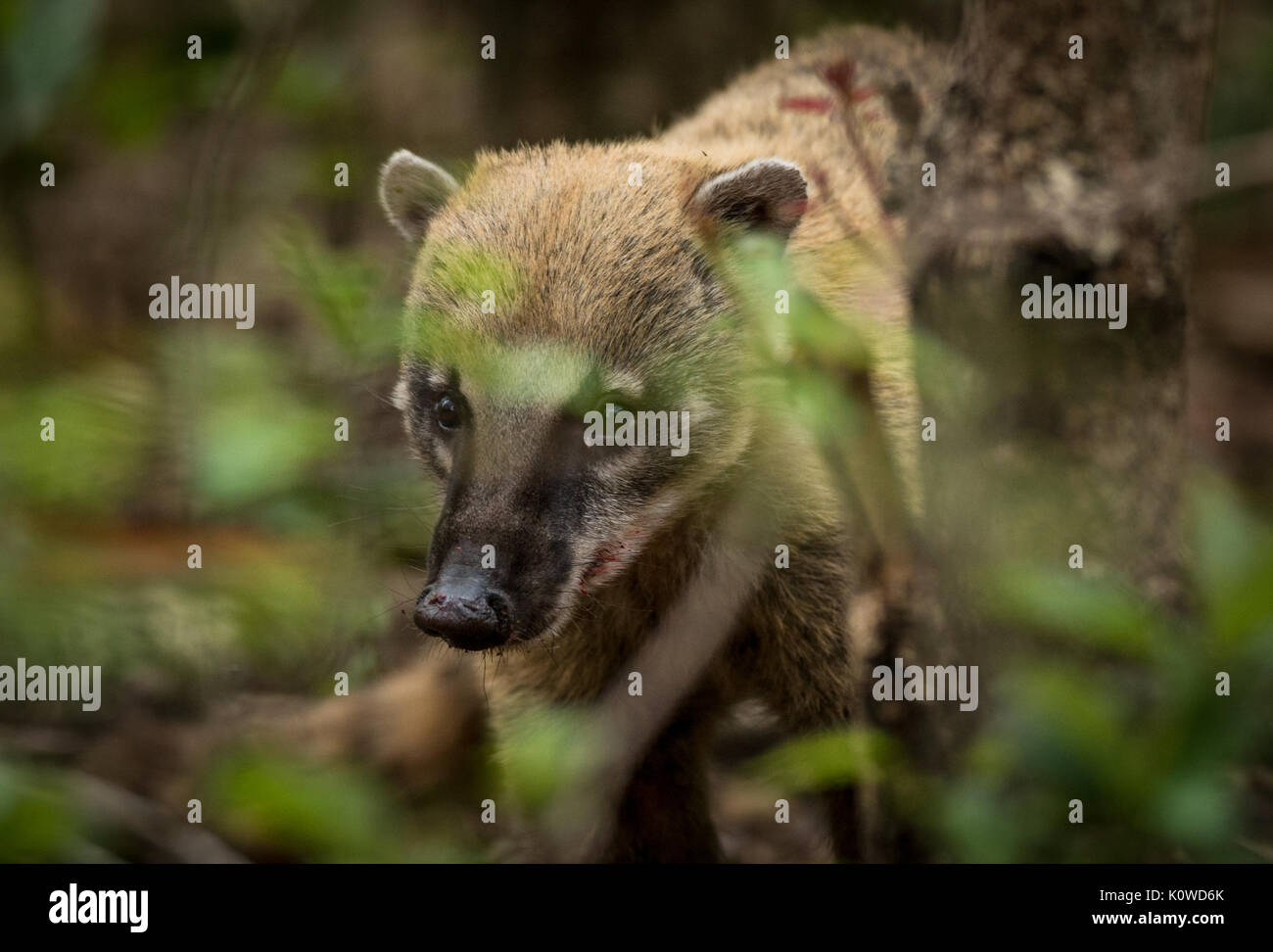 A South American Coati from the Pantanal Stock Photo