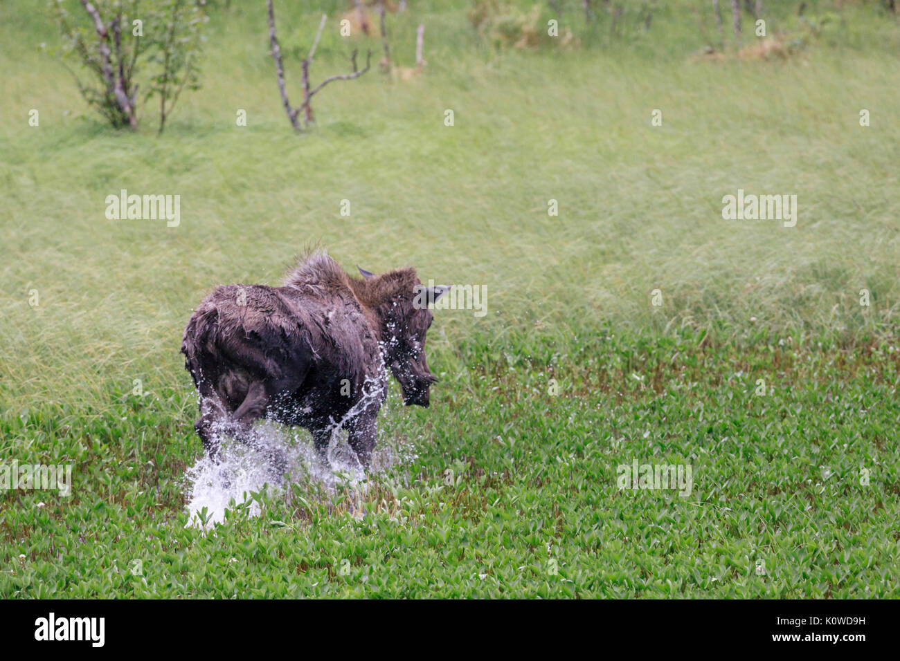 Moose in a pond, Alces alces, Seward, Kenai Peninsula, Chugach National Forest, Alaska, USA Stock Photo
