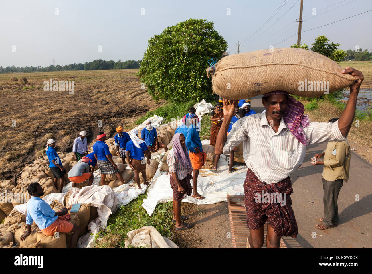 Indian labourers working during the rice harvest, Kerala, India Stock ...