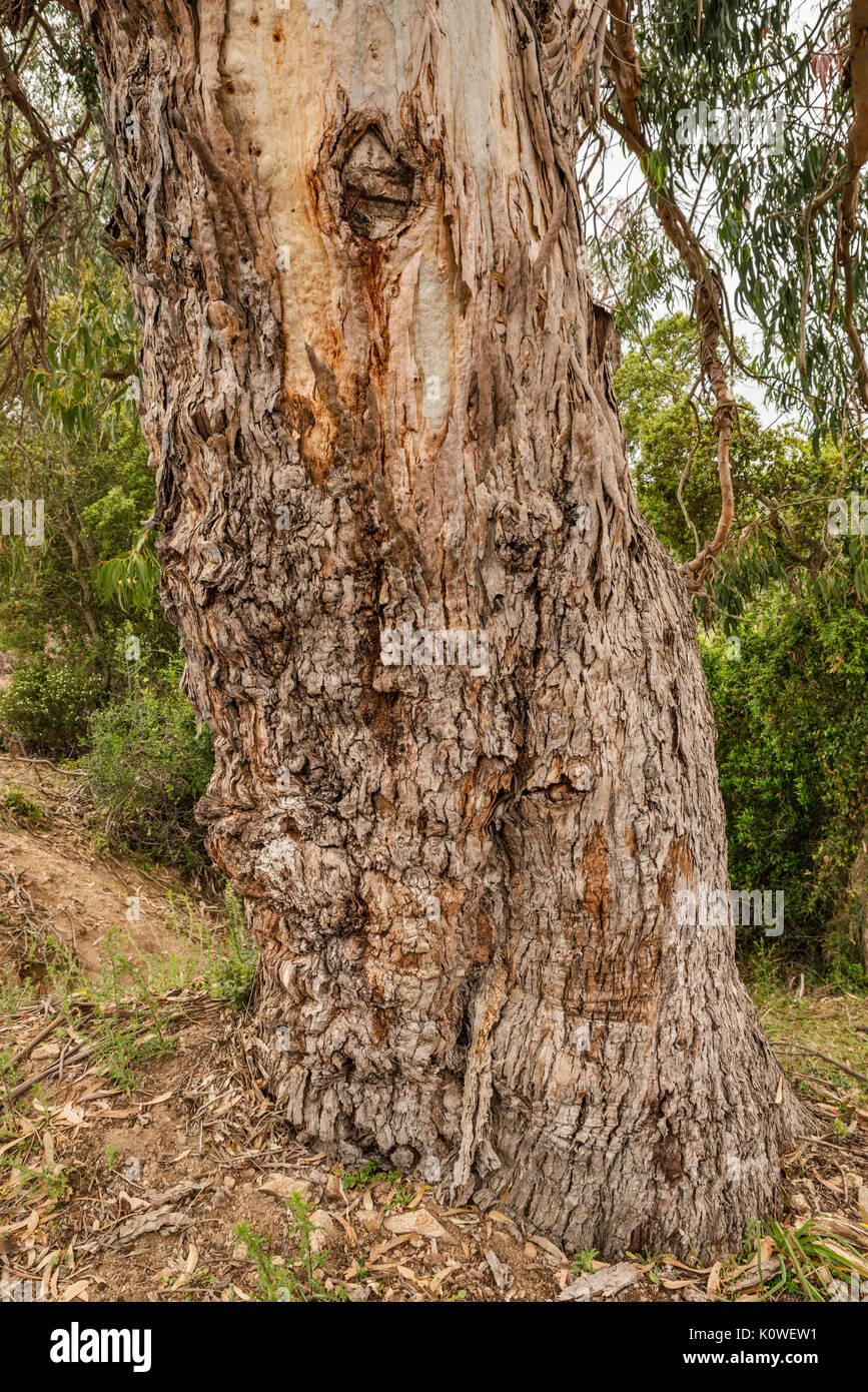 Eucalyptus tree trunk, introduced species brought from Australia, along road D-55 in Chiavari Forest, Corse-du-Sud, Corsica, France Stock Photo