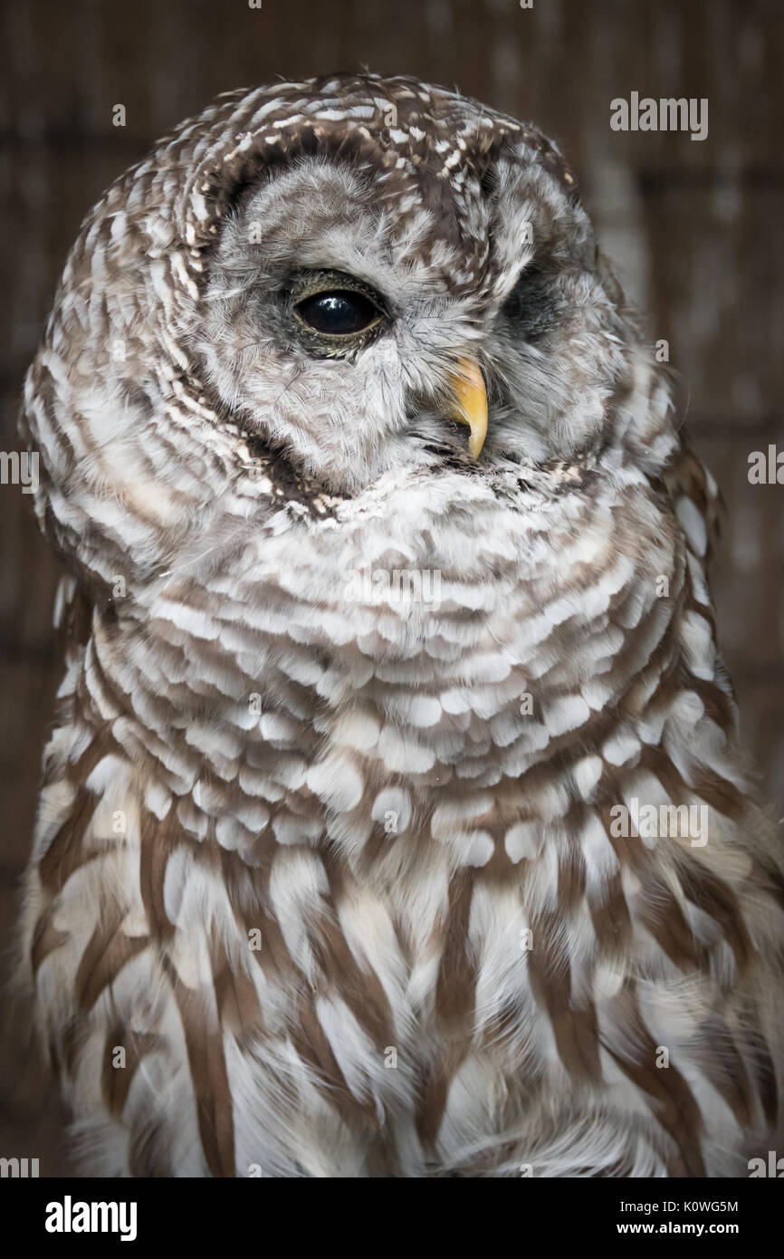 A close vertical upright up three quarter length portrait on a barred owl looking slightly to the right Stock Photo