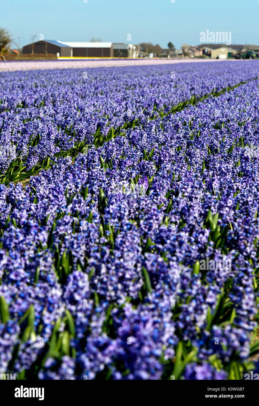 Cultivation area of blooming blue hyacinths, Bollenstreek region, South-Holland, Netherlands Stock Photo