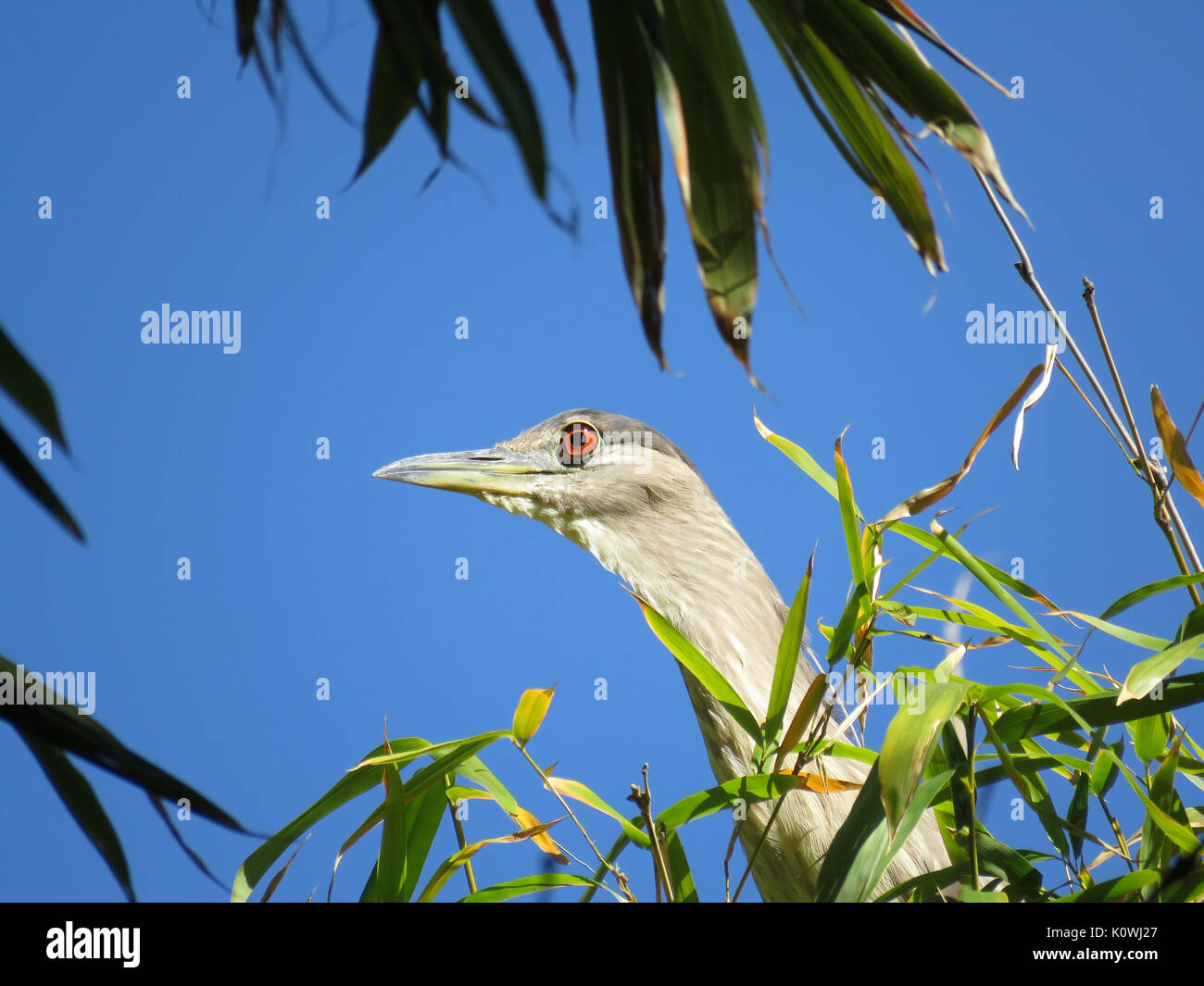 Wild black-crowned Night-Heron (Nycticorax nycticorax) in Southern