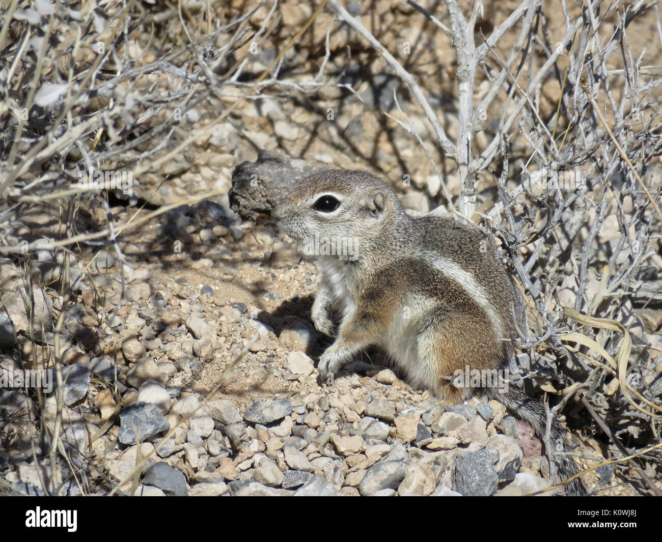 Wild white-tailed antelope squirrel (Ammospermophilus leucurus) in Nevada, USA Stock Photo