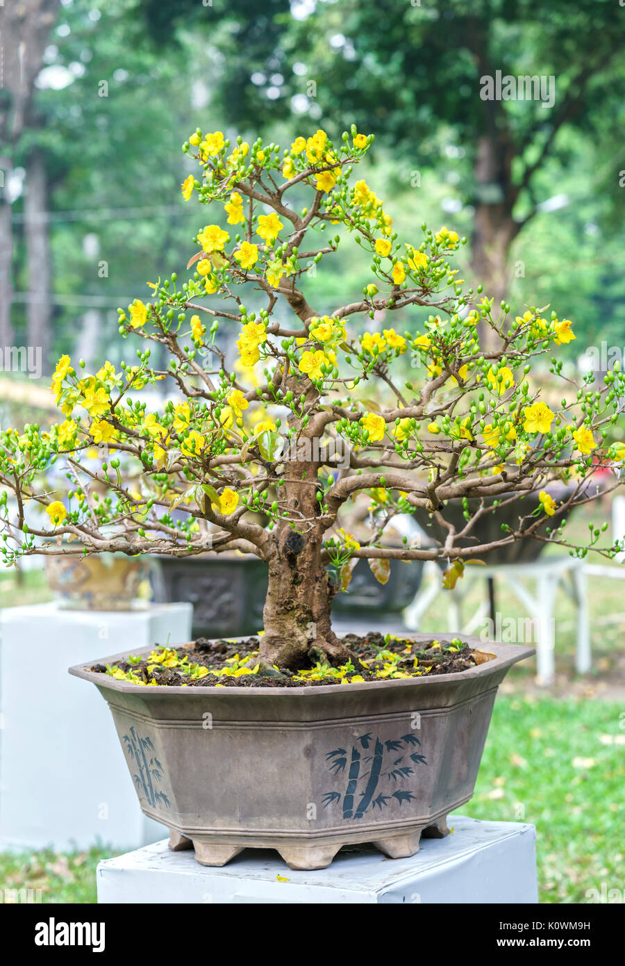 bonsai aus ahorn ziehen Bonsai-Bundle – Ginkgo, Kiefer & Roter Ahorn selbst ziehen (3er Bonsai –  Wurzelbox main image 1