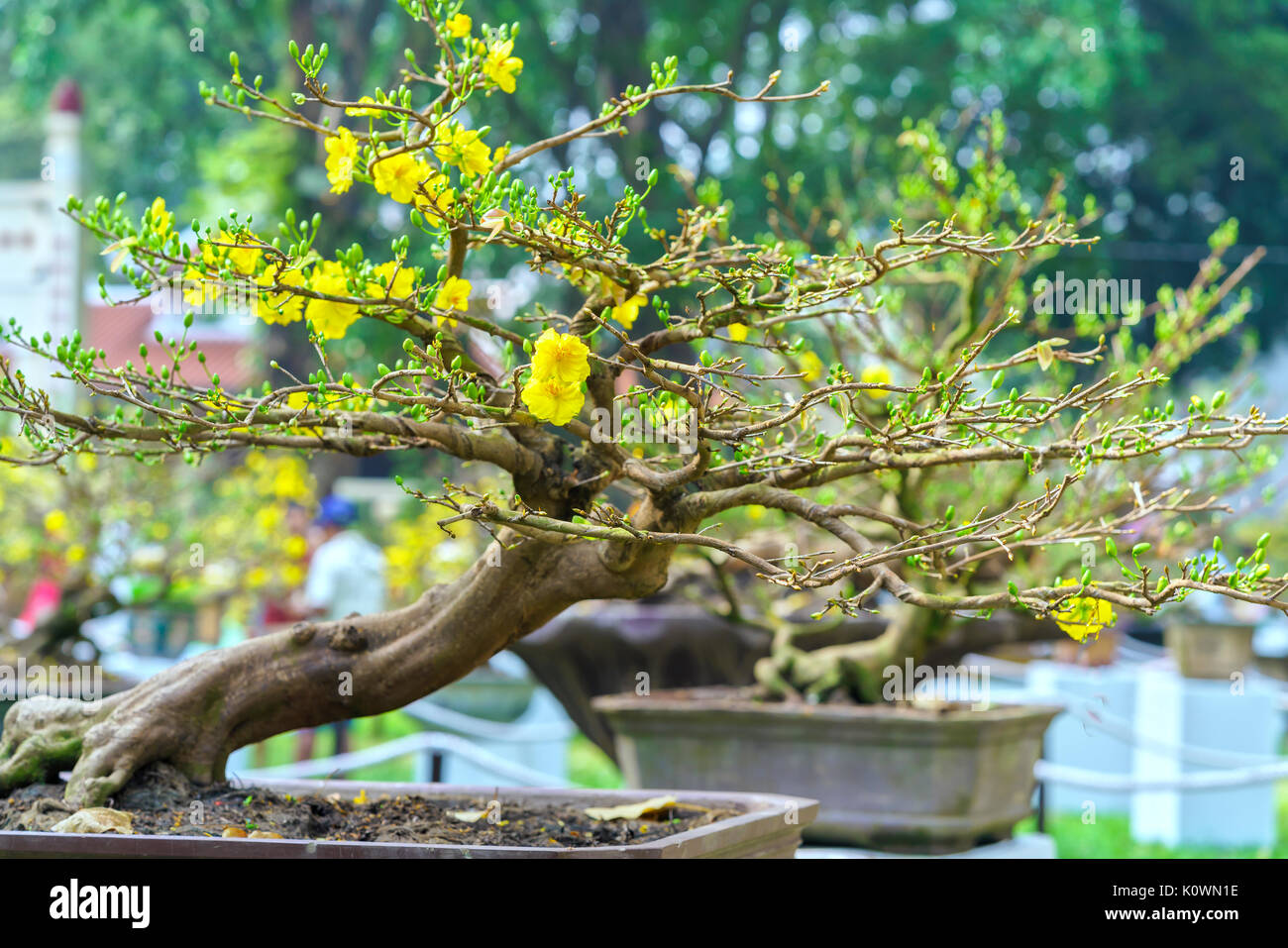 bonsai tree dirt Bonsai Soil – Bonsai Bar main image 0