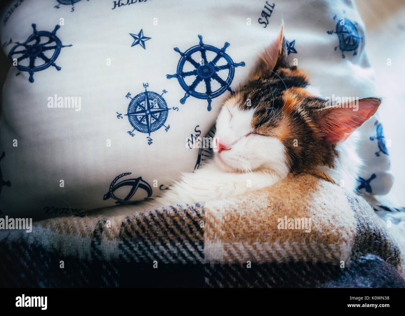 Cute caloco cat lying in bed under a blanket. Stock Photo
