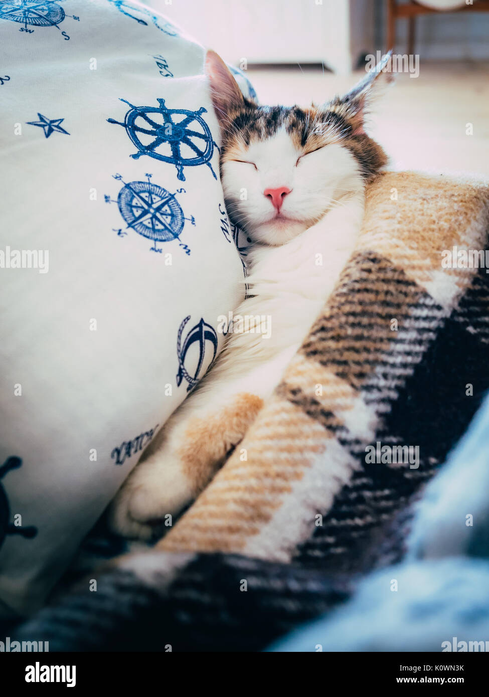 Cute caloco cat lying in bed under a blanket. Stock Photo