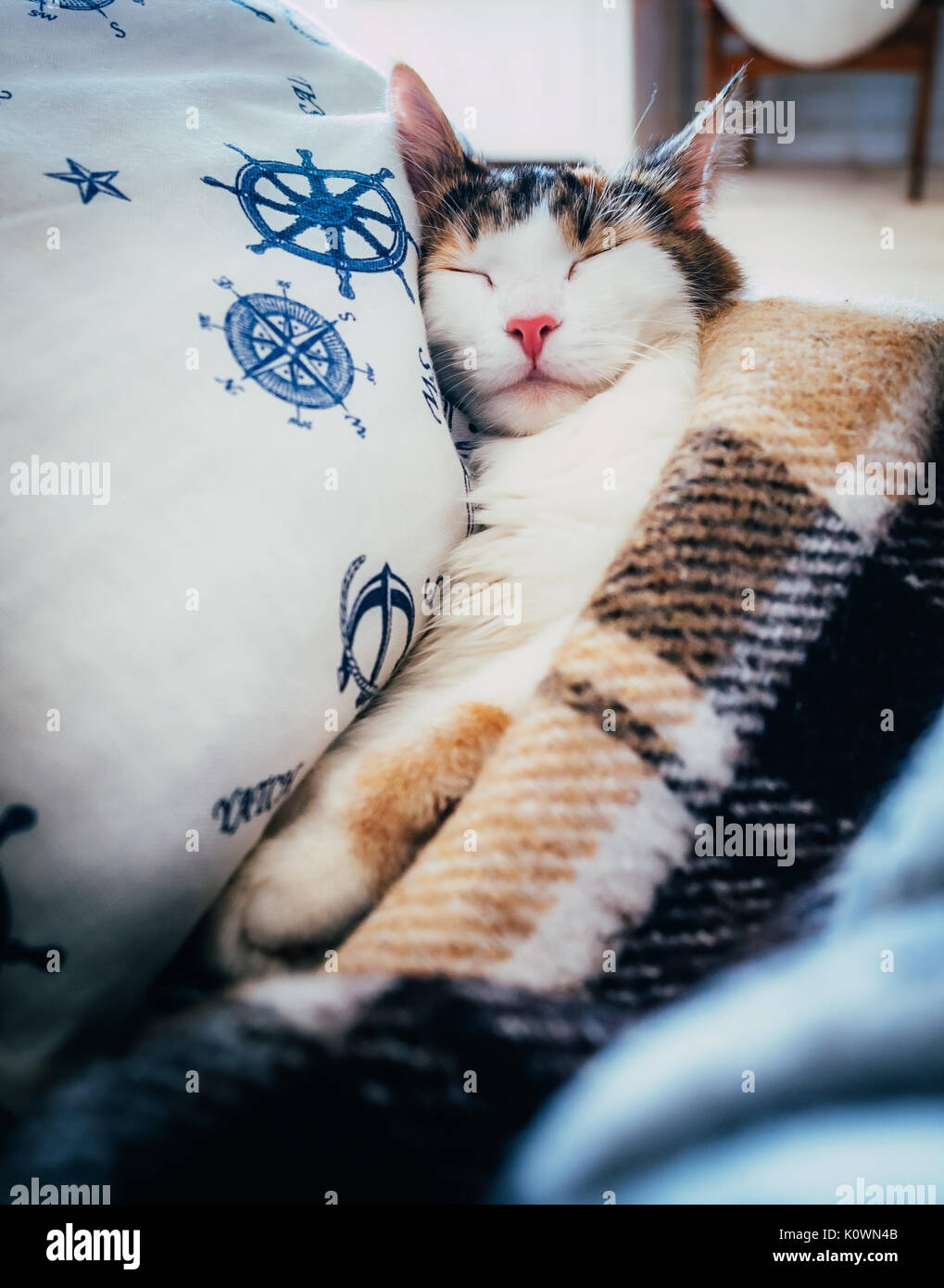 Cute caloco cat lying in bed under a blanket. Stock Photo