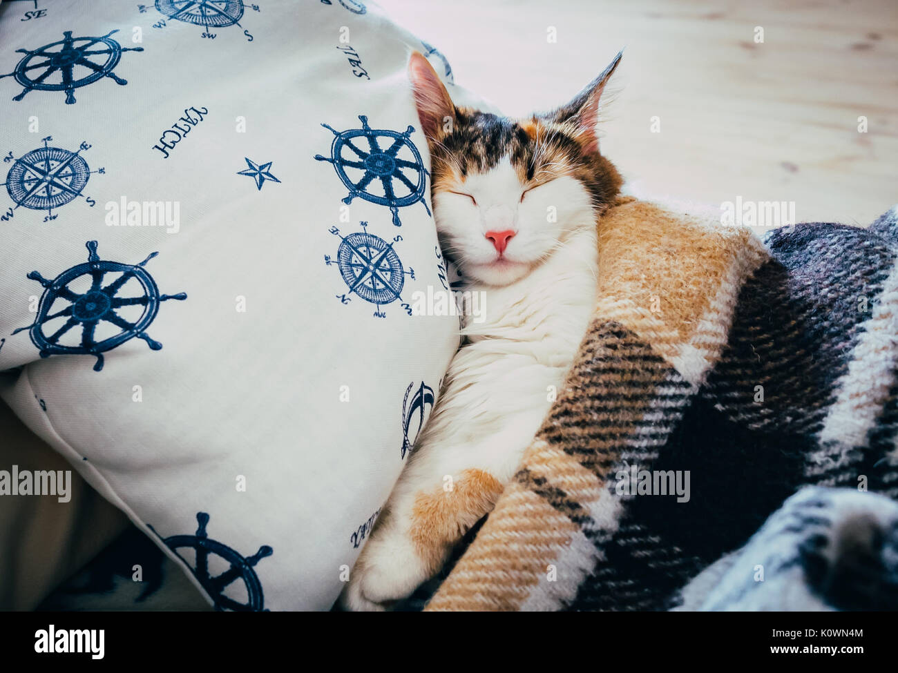 Cute caloco cat lying in bed under a blanket. Stock Photo