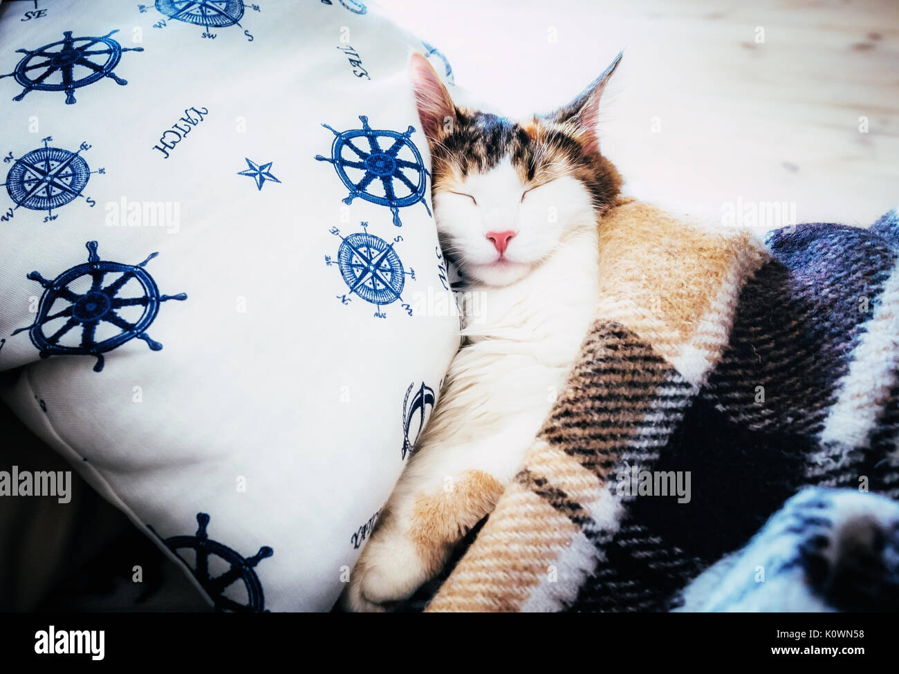 Cute caloco cat lying in bed under a blanket. Stock Photo