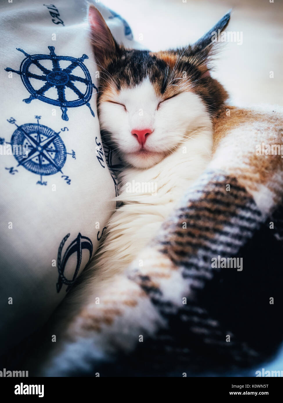 Cute caloco cat lying in bed under a blanket. Stock Photo