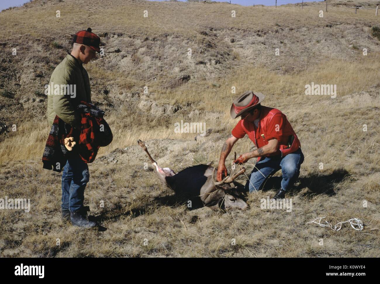 Two hunters in a field, wearing flannel, red shirts, jeans and cowboy hat, dressing the carcass of a dead deer, shot during their hunt, one man using twine to bind the legs of the deer, blood visible on his hands, 1971. Photo credit Smith Collection/Gado/Getty Images. Stock Photo