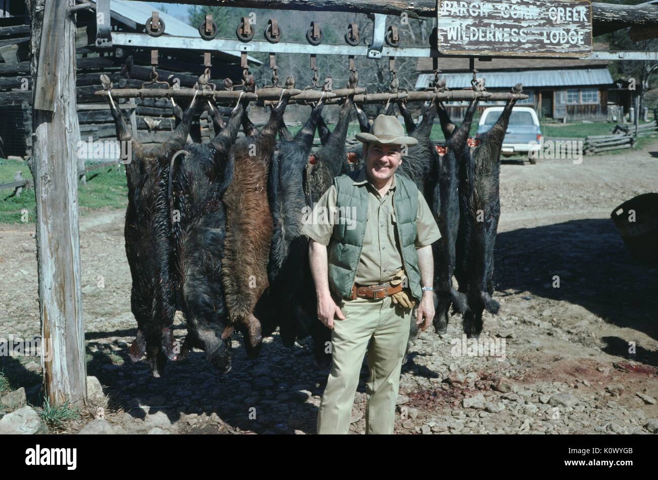 Hunter in forest green clothing, wearing a vest and cowboy hat, standing with a row of dead wild boars shot during a hunting trip, smiling and looking proud, Parched Corn Creek, Kentucky, 1975. Photo credit Smith Collection/Gado/Getty Images. Stock Photo