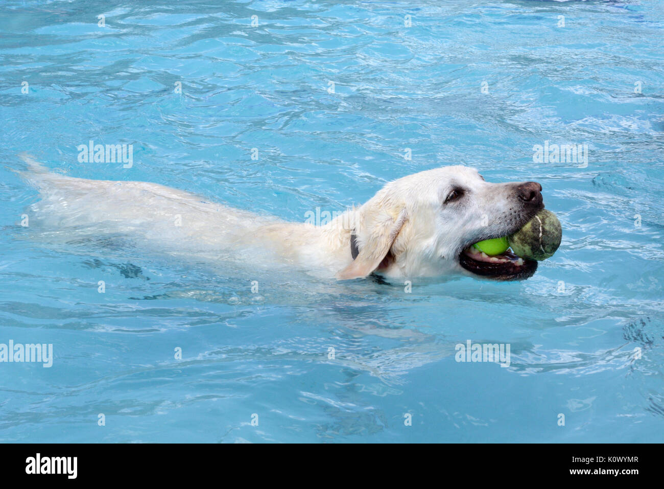 Golden retriever tennis balls mouth hires stock photography and images Alamy