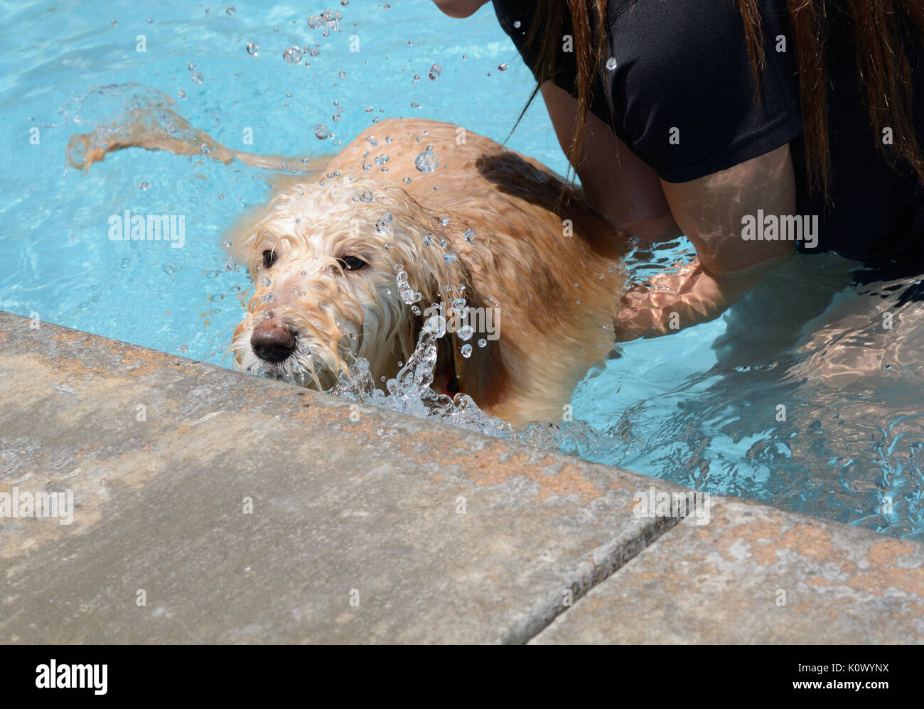 Teaching young labradoodle dog to learn how to swim and exit swimming