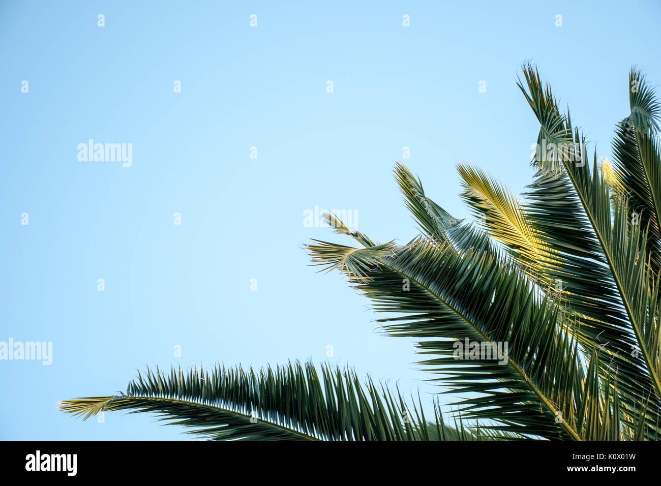 Palm fronds against a blue sky as a background with space for copy Stock Photo