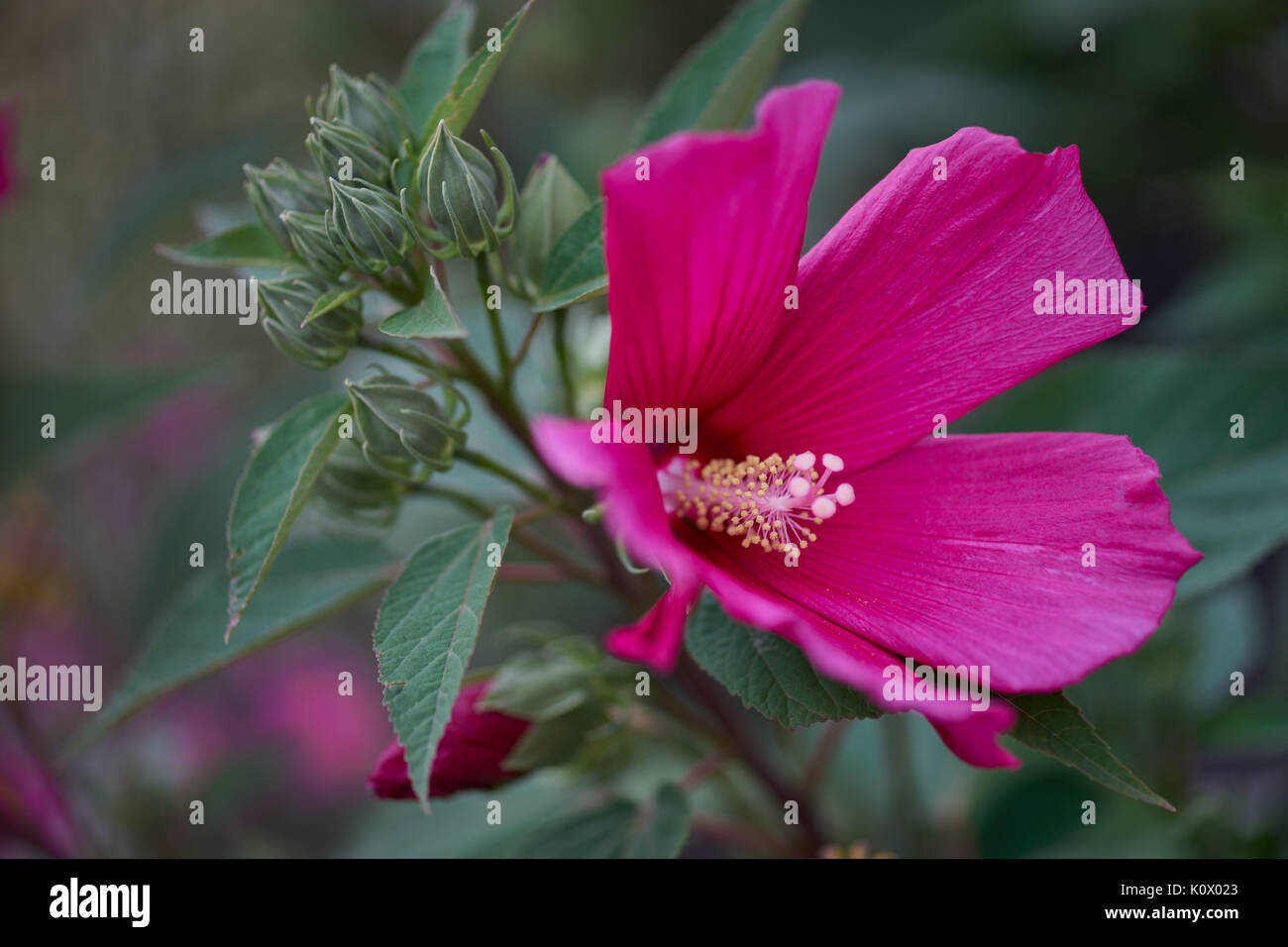 Purple hibiscus flower in full bloom close up Hibiscus moscheutos rose
