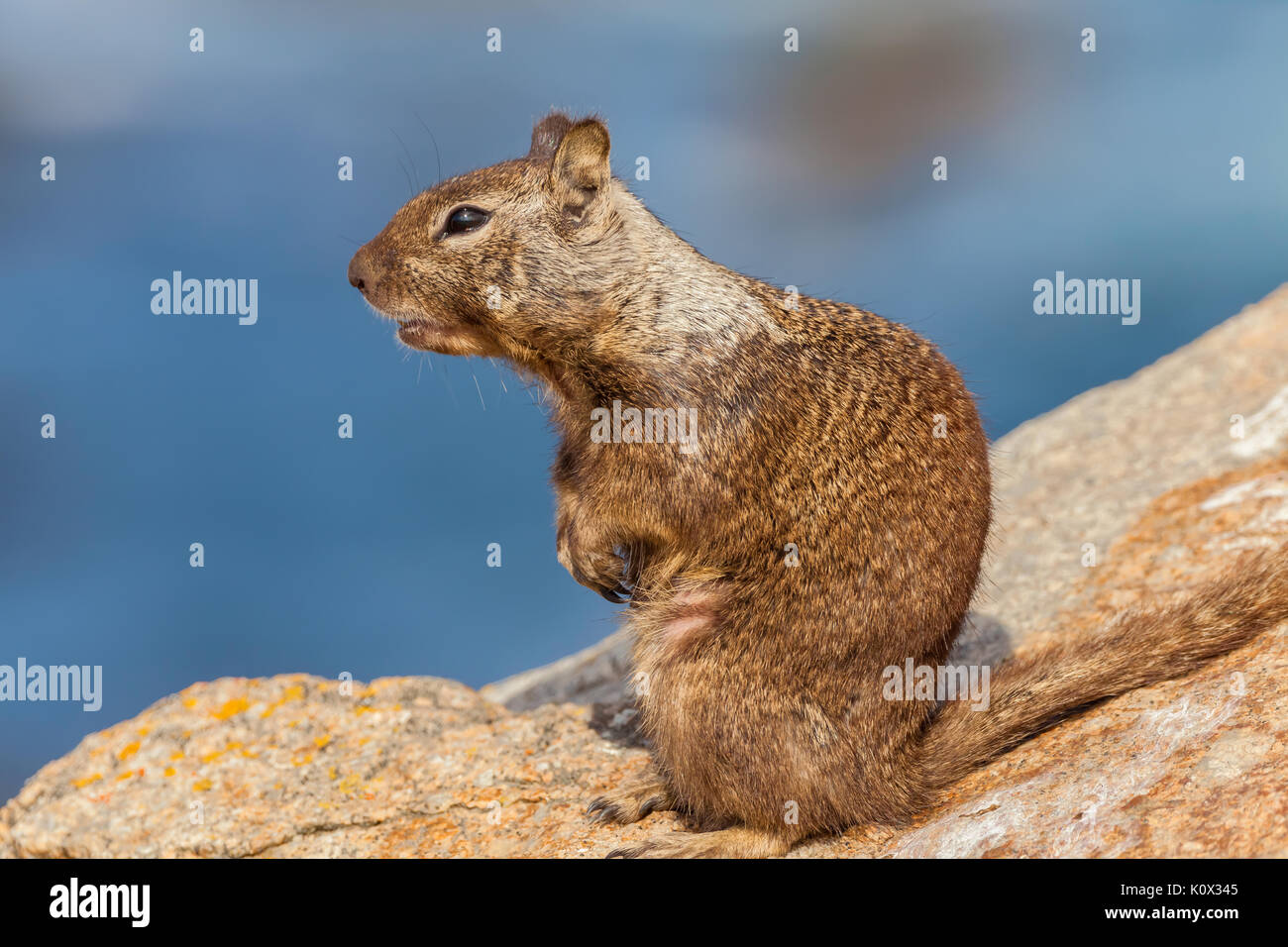 Ground squirrel (Otospermophilus beecheyi) at its natural habitat in Monterey coastal, California, USA Stock Photo