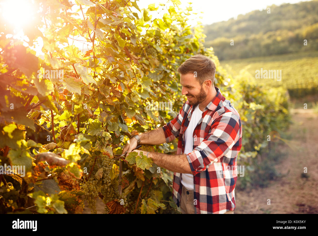 Farmer harvesting the grapes in vineyard Stock Photo