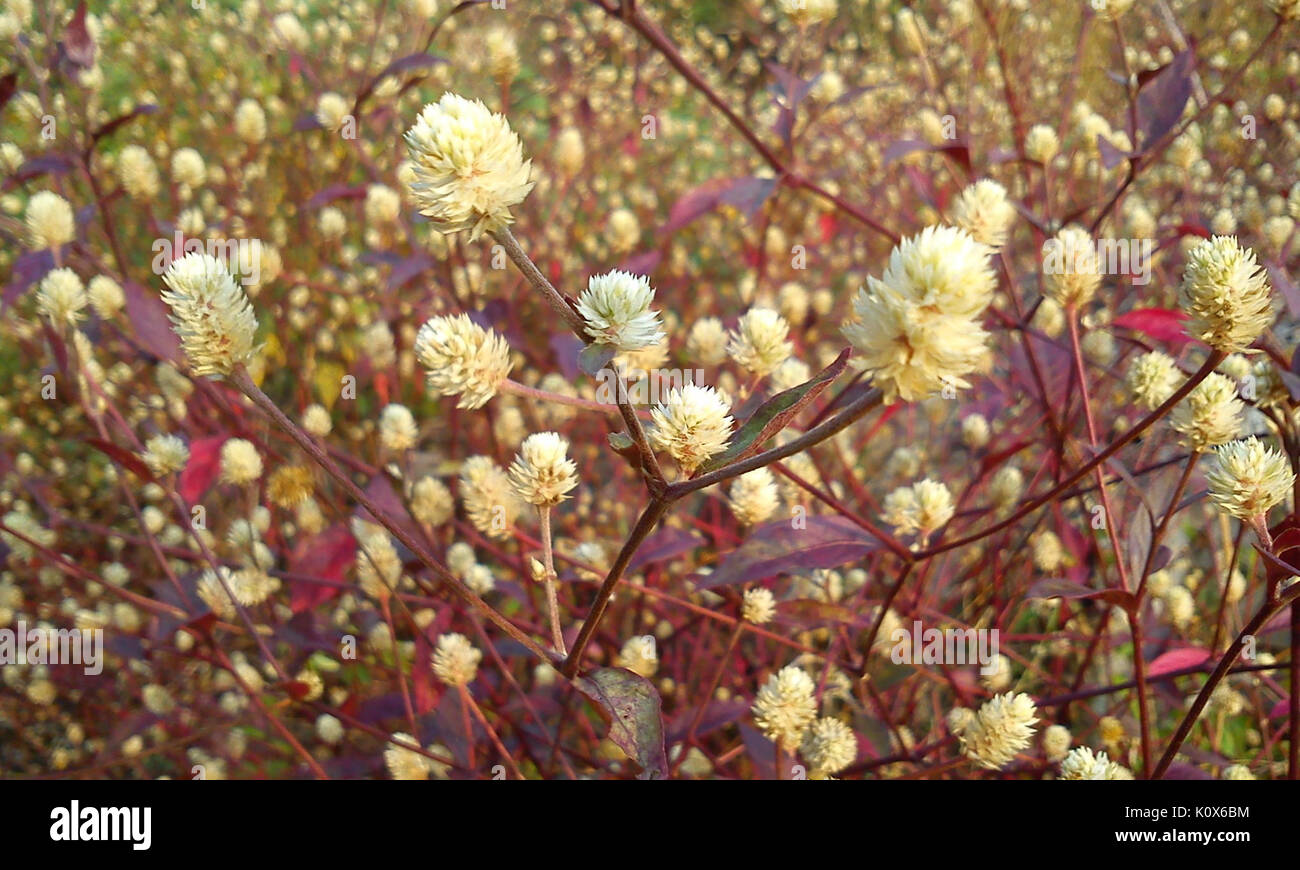 Alternanthera amoena Flower 2 Stock Photo