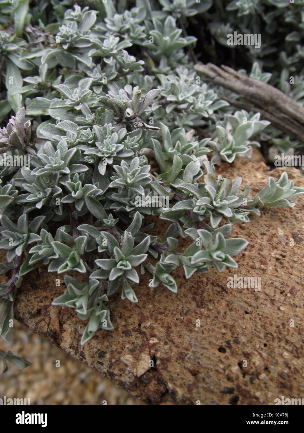 Antennaria nyewood Stock Photo