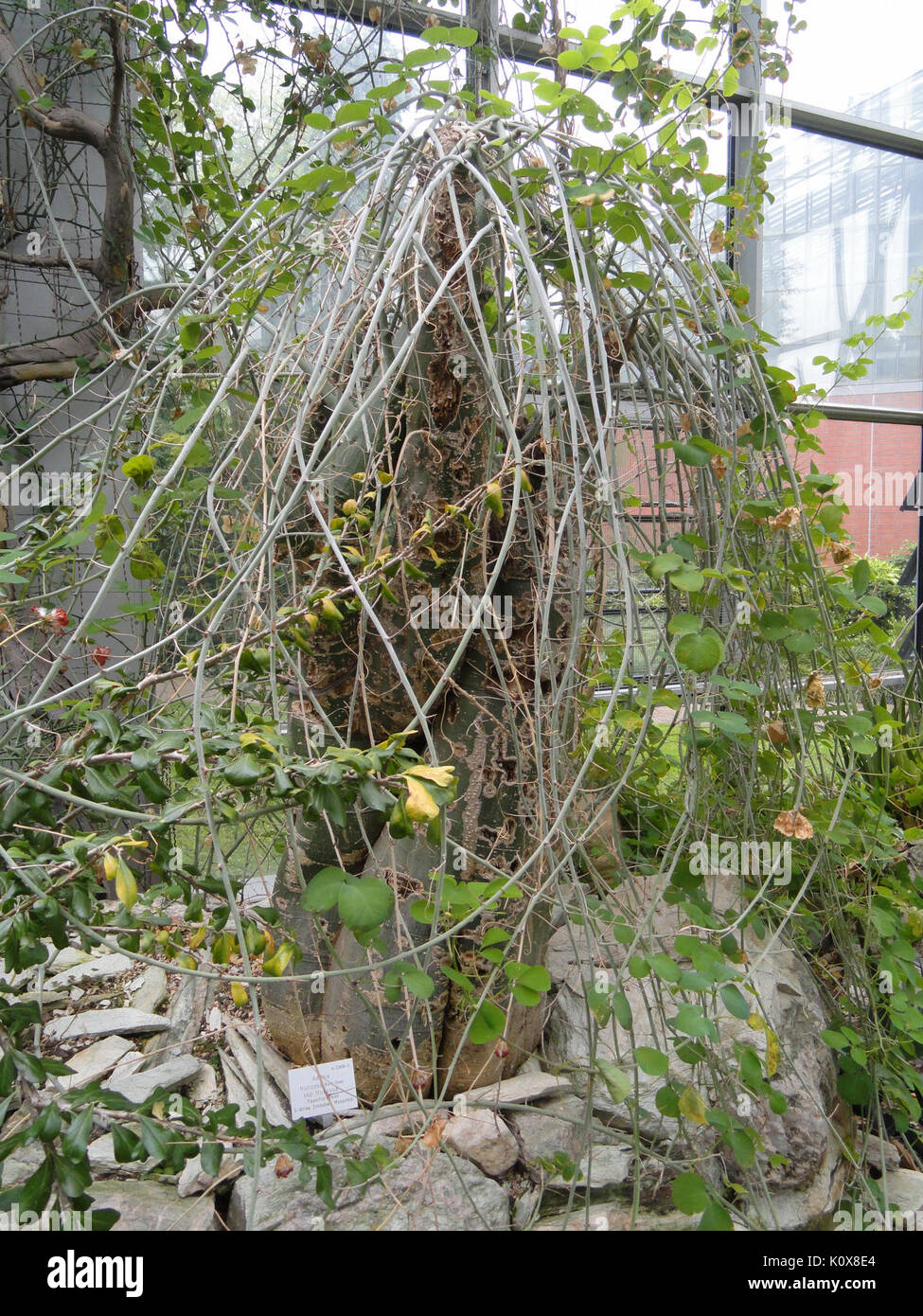 Adenia fruticosa   Palmengarten Frankfurt   DSC01675 Stock Photo