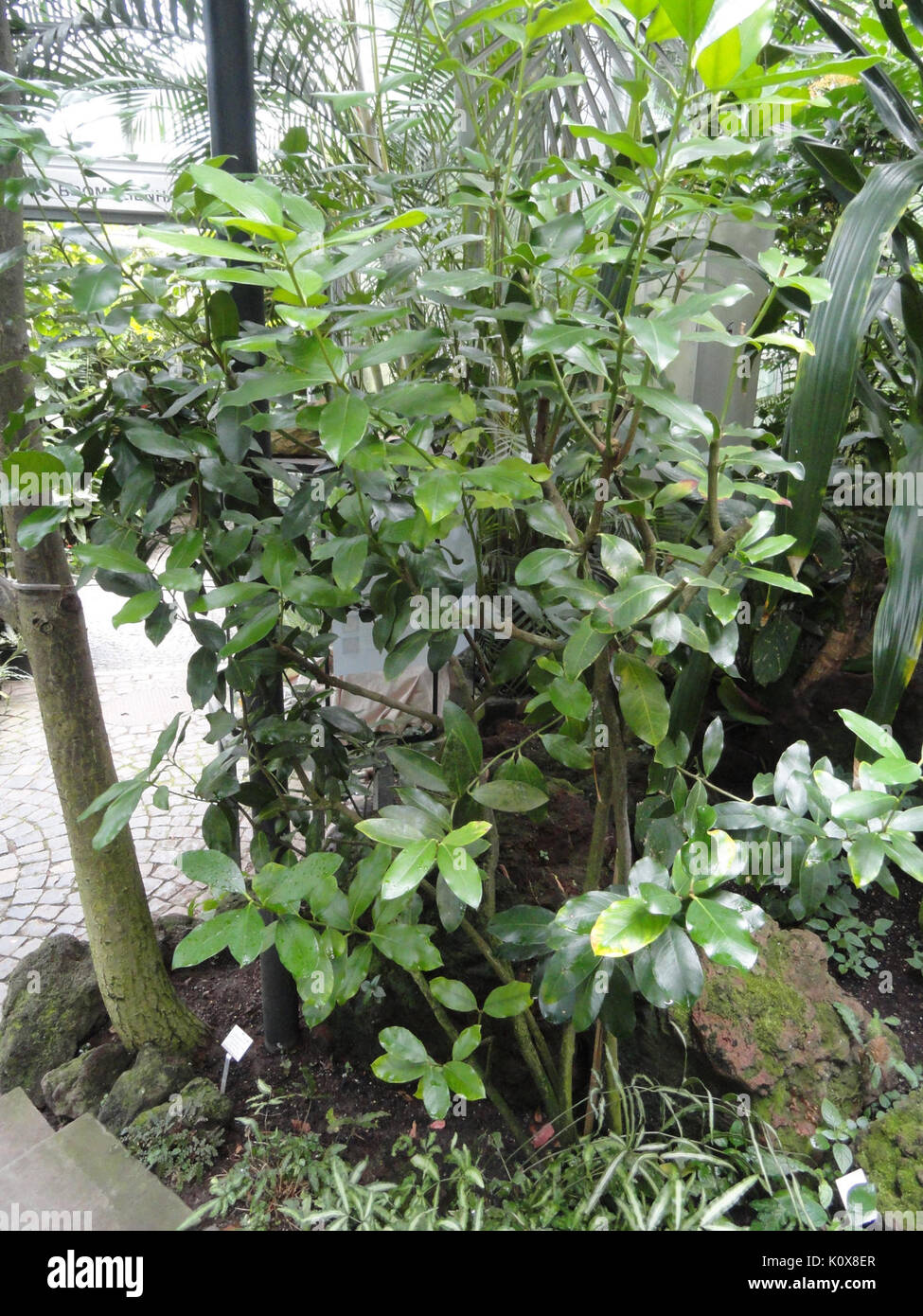 Acokanthera oblongifolia   Palmengarten Frankfurt   DSC01796 Stock Photo