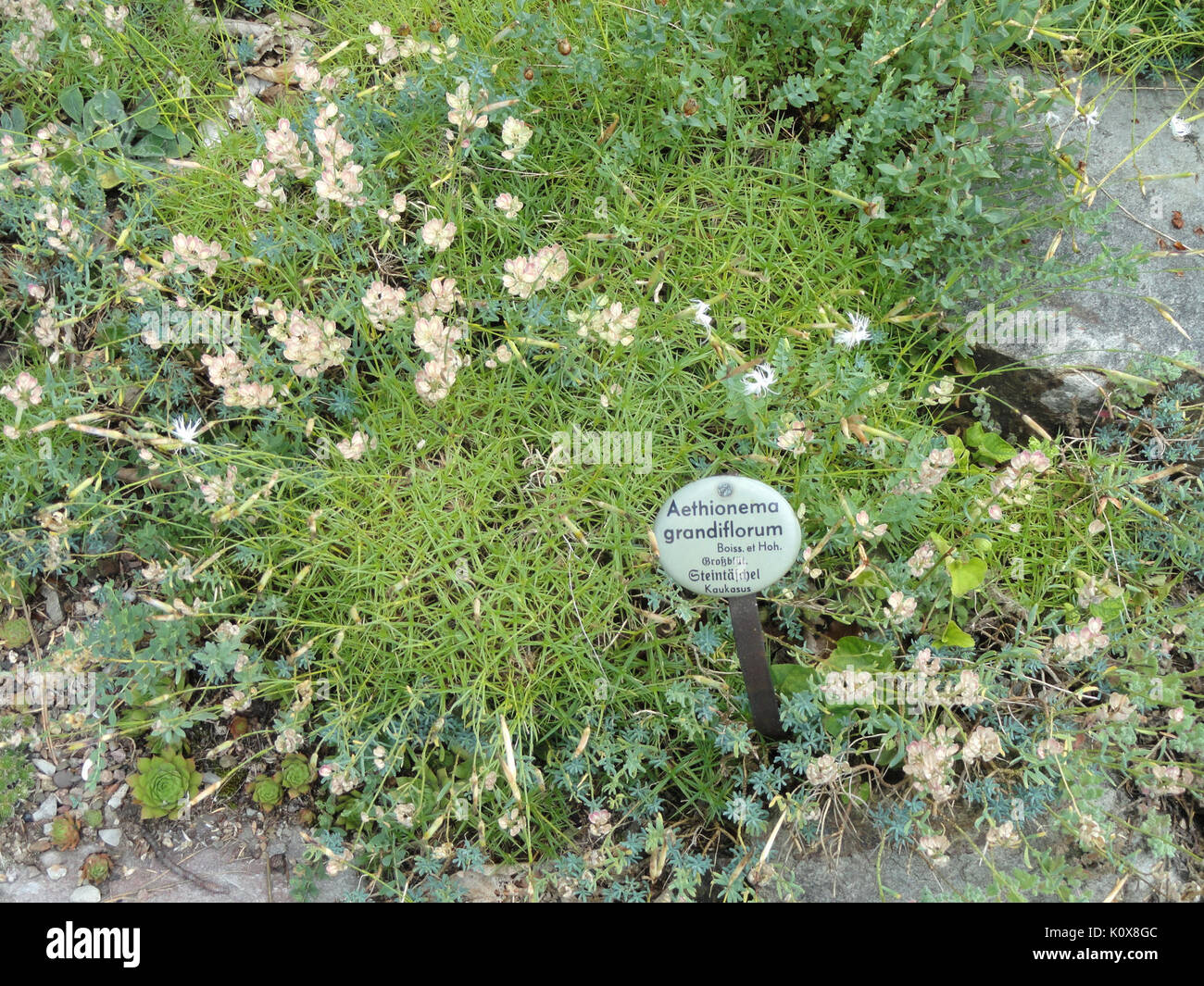 Aethionema grandiflorum   Botanischer Garten, Frankfurt am Main   DSC02642 Stock Photo