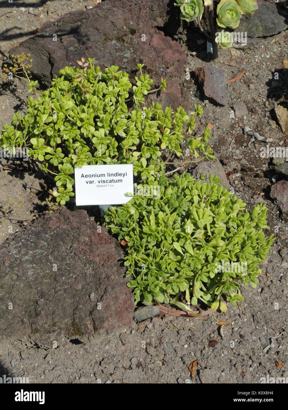 Aeonium Lindleyi Var Viscatum Botanischer Garten Frankfurt Am Stock Photo Alamy