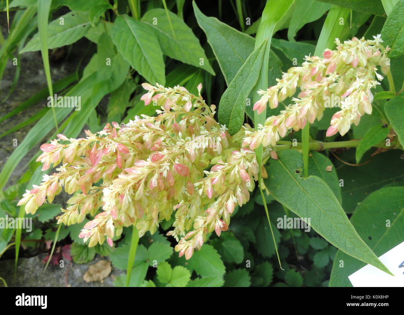 Aconogonon Weyrichii Botanischer Garten Frankfurt Am Main Stock