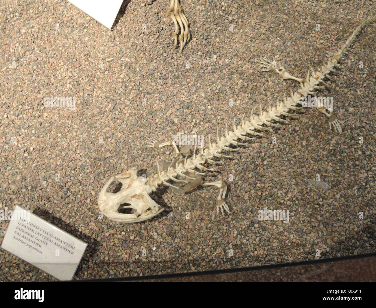 Andrias japonicus skeleton   Finnish Museum of Natural History   DSC04509 Stock Photo