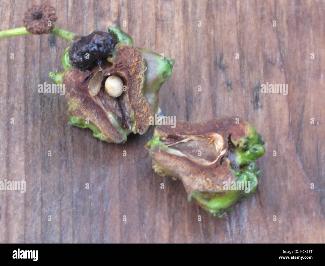 Andricus quercuscalicis (gall wasp) larva inside Knopper gall, Arnhem, the Netherlands Stock Photo