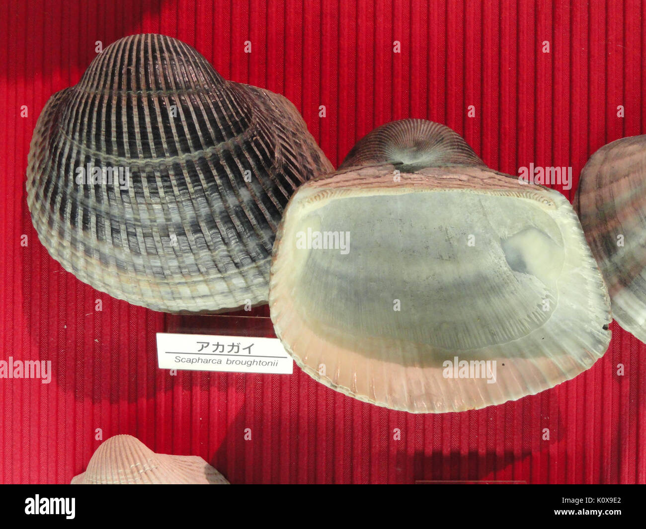Broughtonii hi-res stock photography and images - Alamy Broughtonii hi-res stock photography and images - Alamy