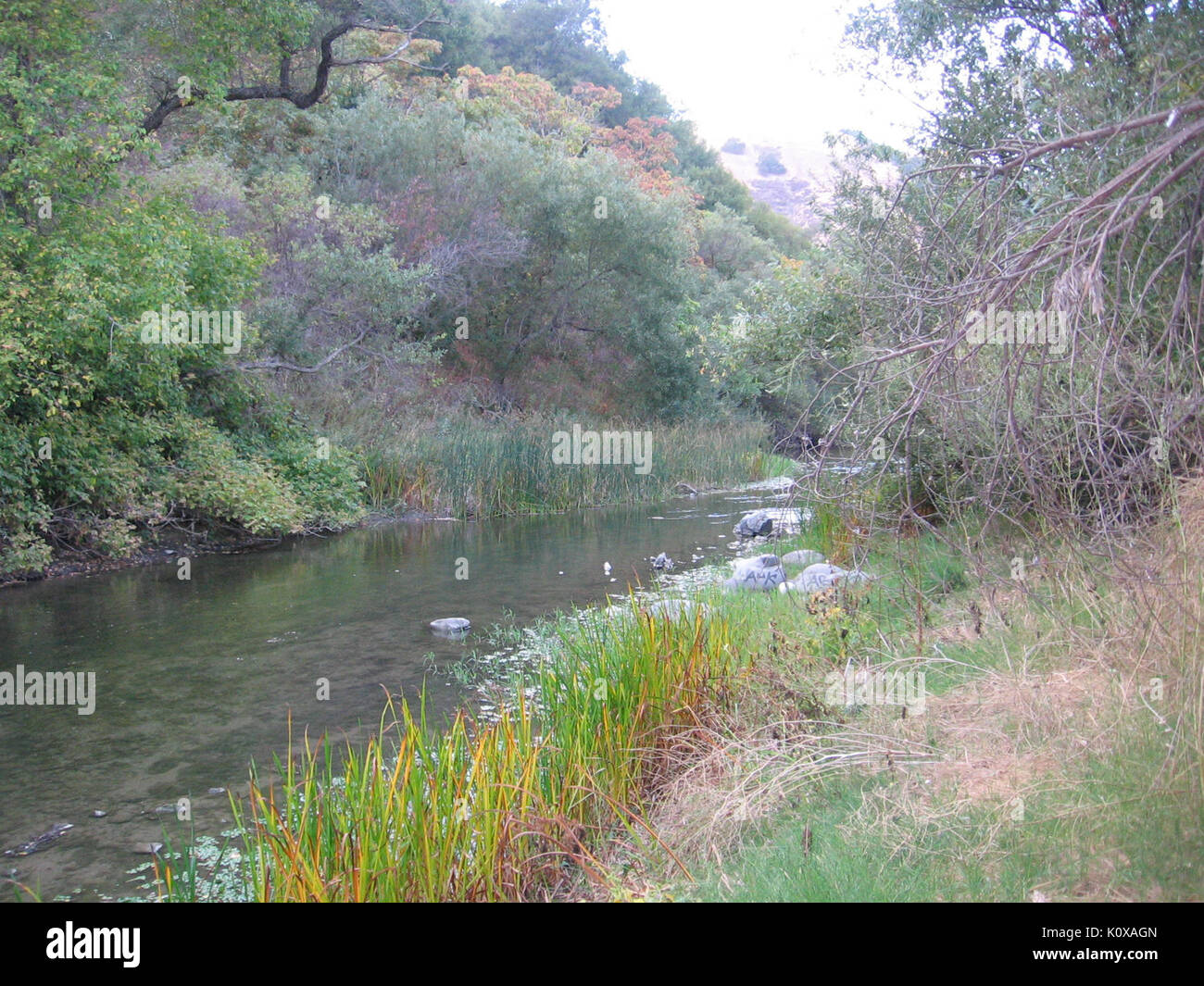 Alameda Creek in Niles Canyon 2626 Stock Photo