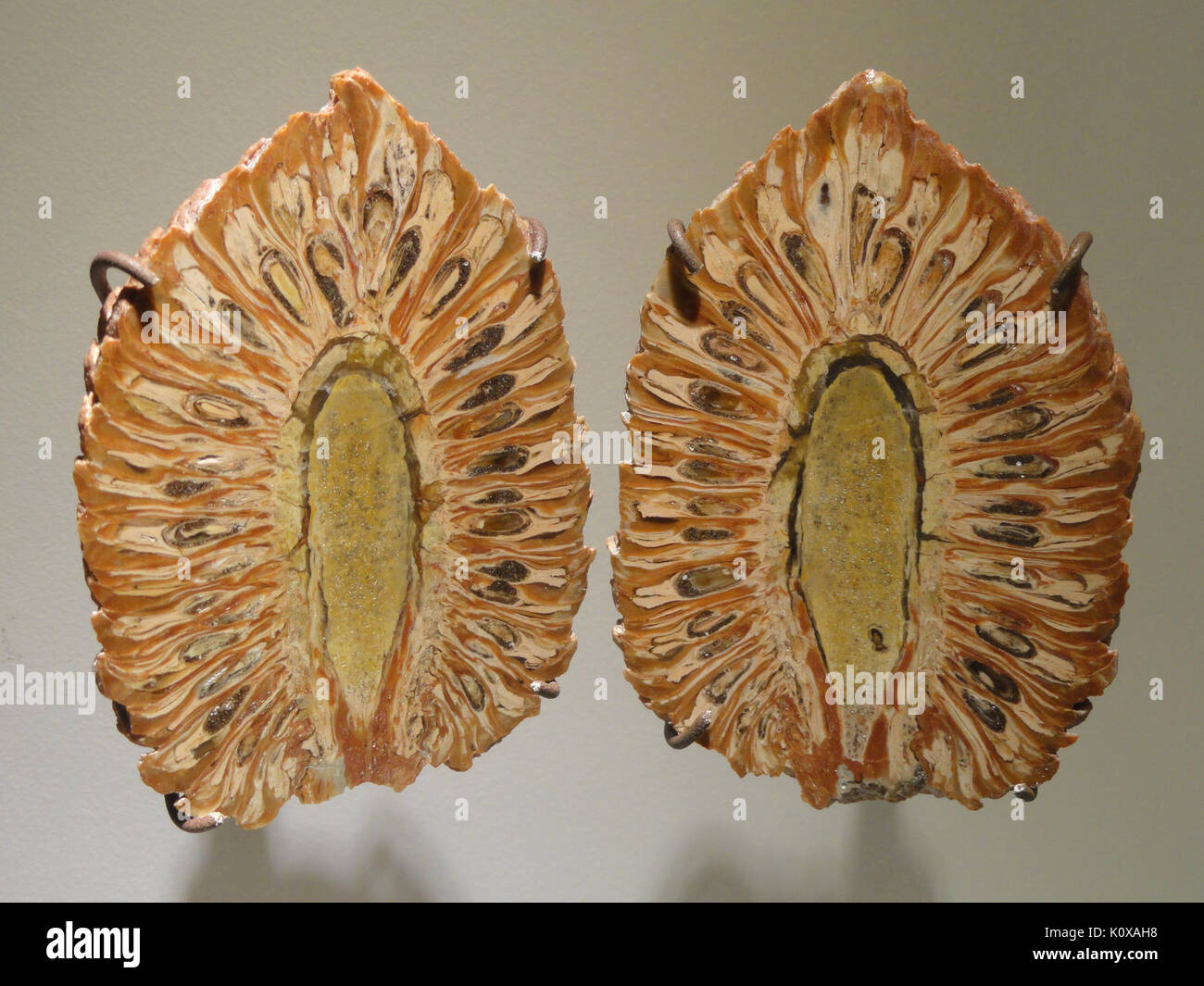 Araucaria mirabilis, pine cone split in half, La Matilde Formation, Patagonia, Argentina   Houston Museum of Natural Science   DSC01879 Stock Photo