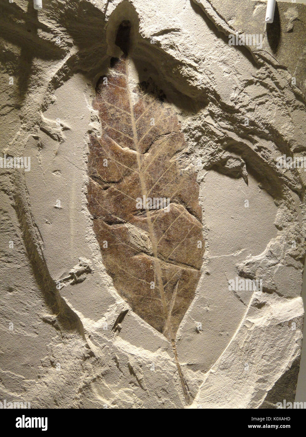 Allophylus rexifolia leaf, Late Early Eocene, Lost Cabin Age, Green River Formation, Bonanza, Unitah County, Utah, USA   Houston Museum of Natural Science   DSC01947 Stock Photo