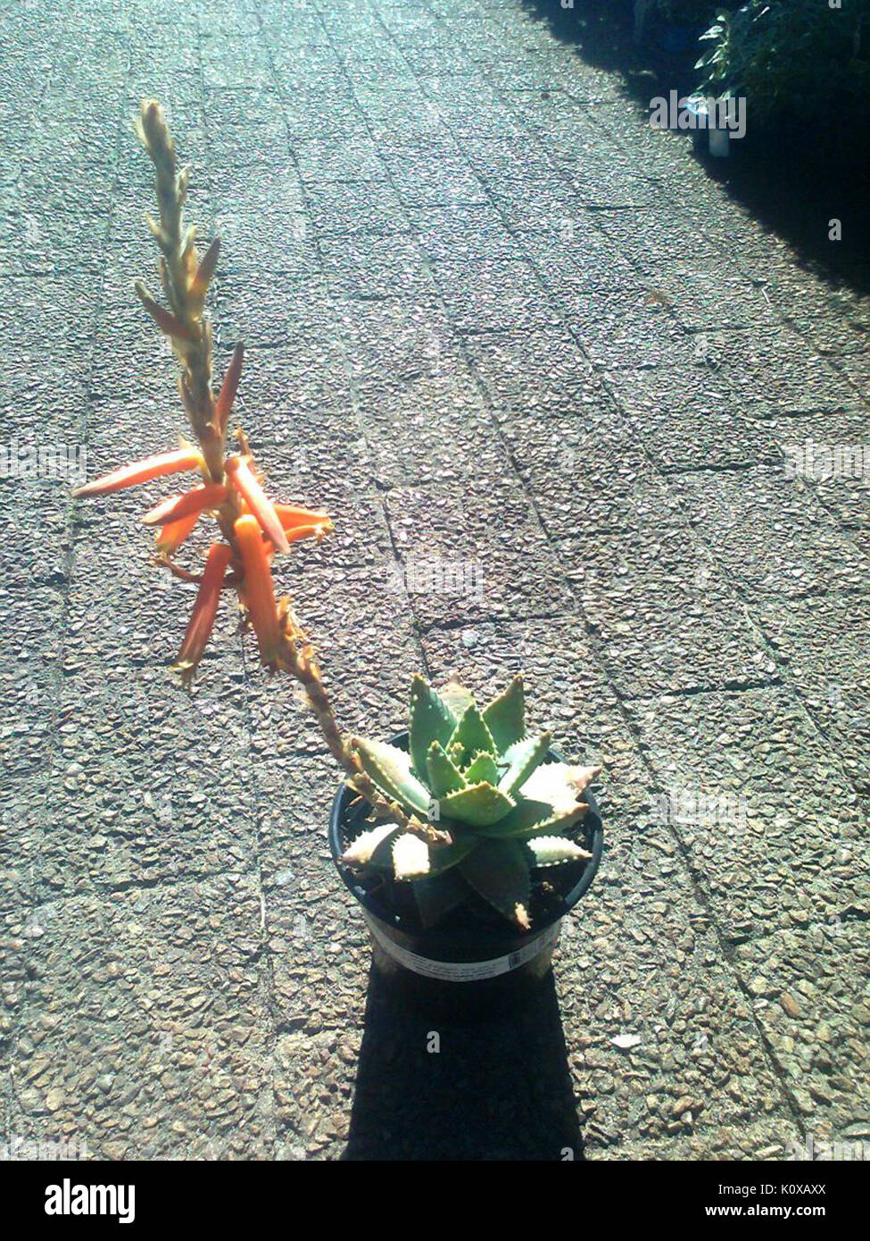 Aloe brevifolia var depressa   Western Cape 3 Stock Photo