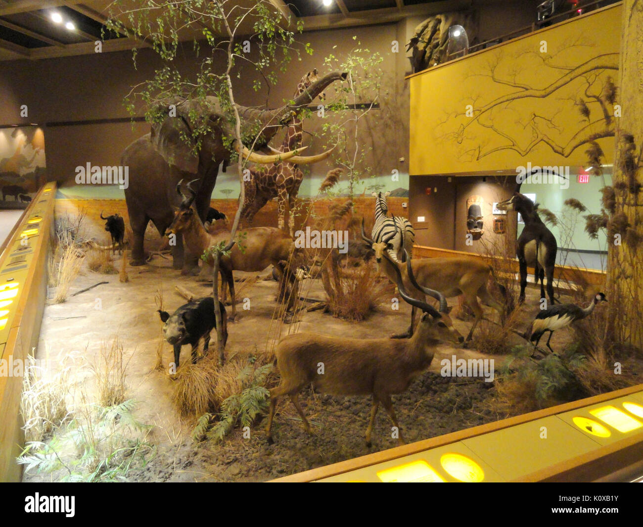 Science Springfrild Museum of art science history and ancient cultures hi-res stock ...