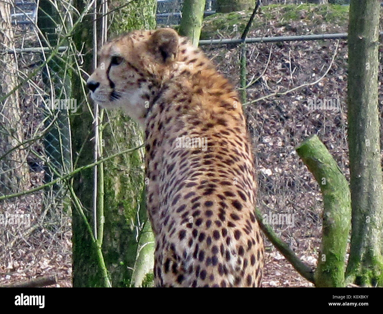 Acinonyx jubatus (Cheetah), Burgers zoo, Arnhem, the Netherlands Stock Photo