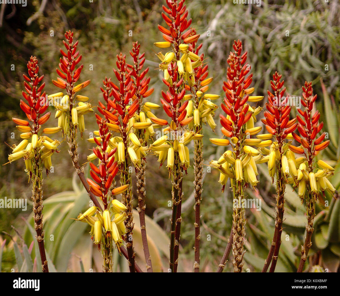 Aloe reitzii flowers Stock Photo