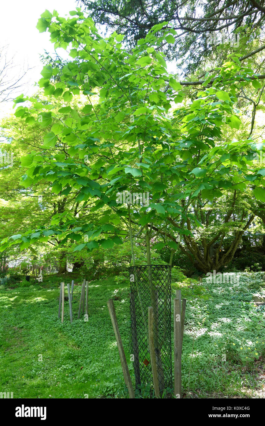 Acer tegmentosum   Morris Arboretum   DSC00445 Stock Photo