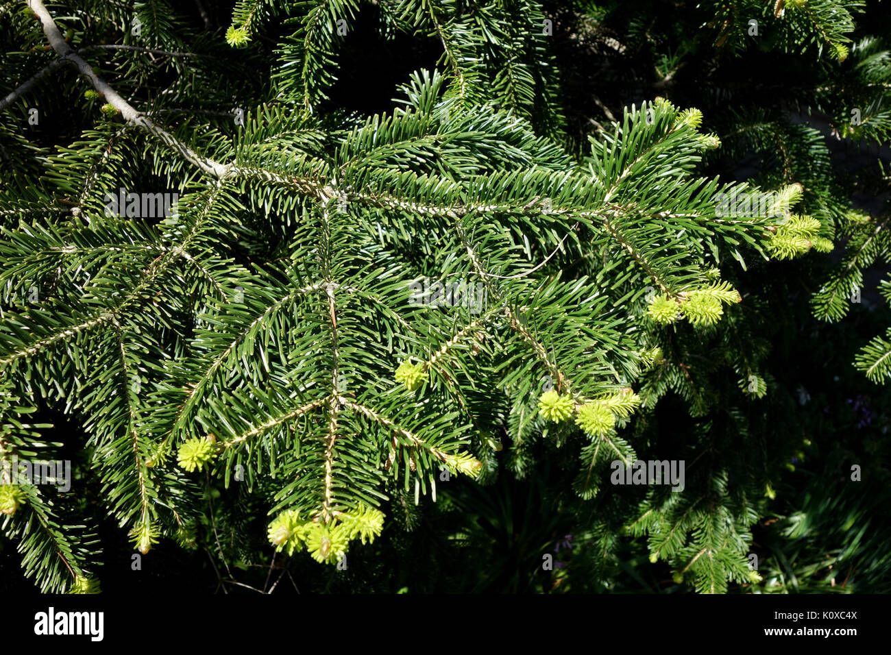 Abies cilicica   Morris Arboretum   DSC00492 Stock Photo