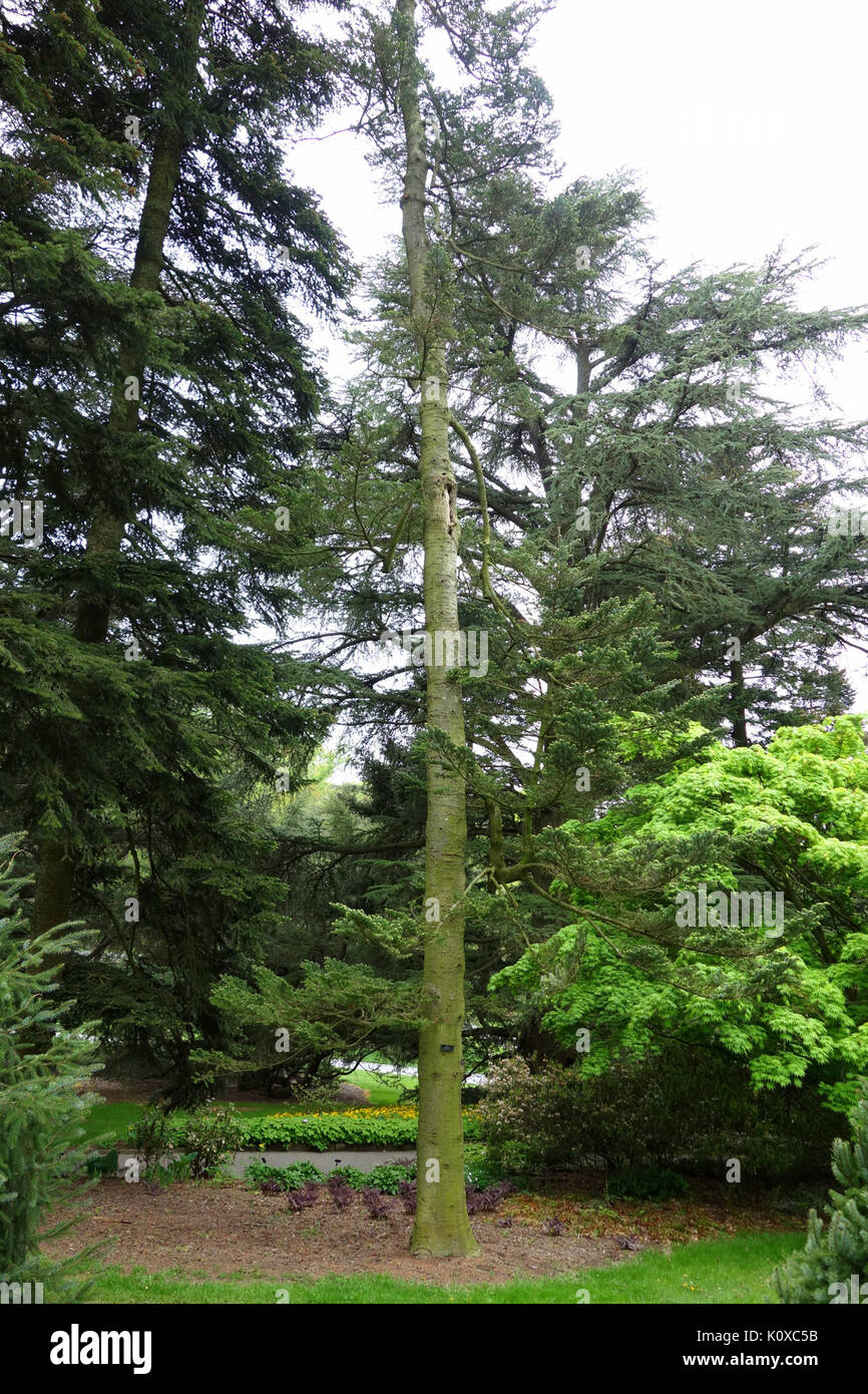 Abies fraseri   Longwood Gardens   DSC00771 Stock Photo