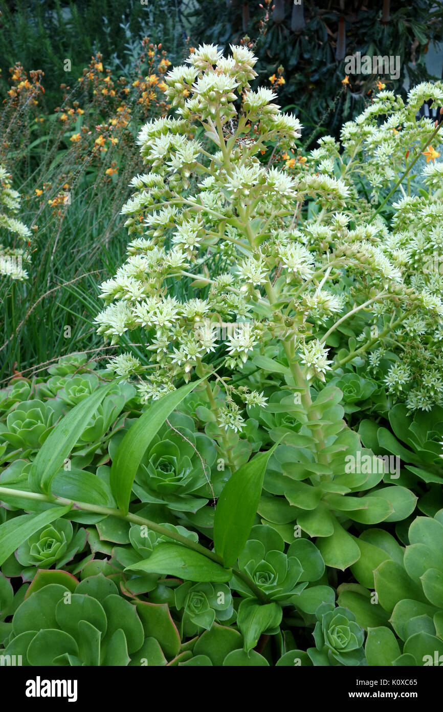 Aeonium canariense   Longwood Gardens   DSC01214 Stock Photo